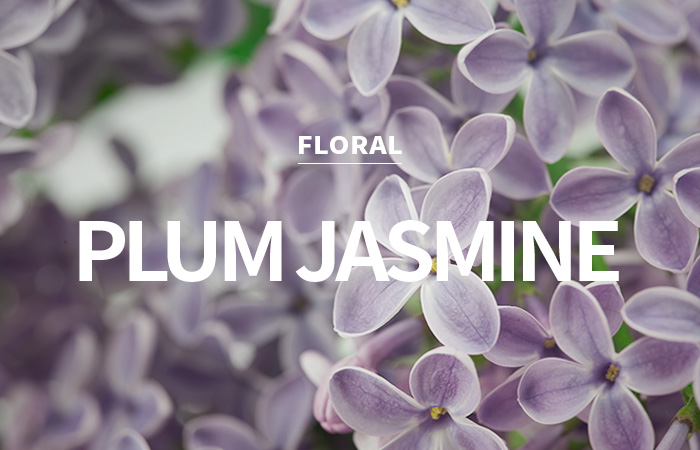 [USA] plum jasmine / 플럼 자스민