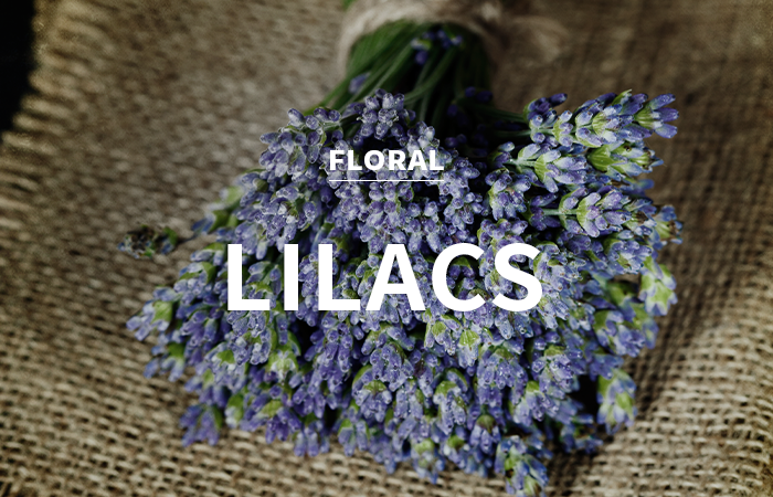 [CPL] lilacs / 라일락