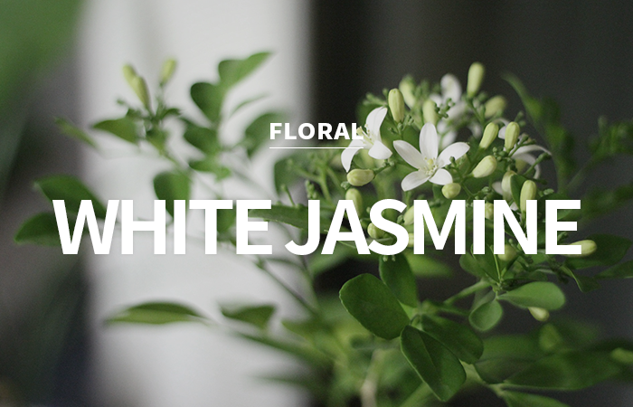 [CPL] white jasmine &amp; mint / 화이트 자스민 &amp; 민트
