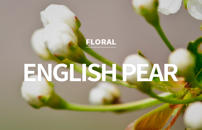 [CPL] english pear &amp; freesia / 잉글리쉬페어 &amp; 후리지아