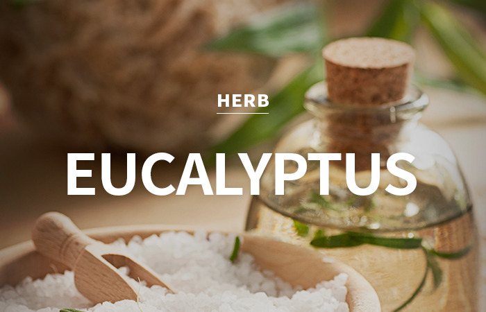 [CPL] eucalyptus / 유칼립투스