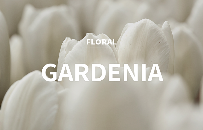[CPL] white gardenia / 화이트 가드니아