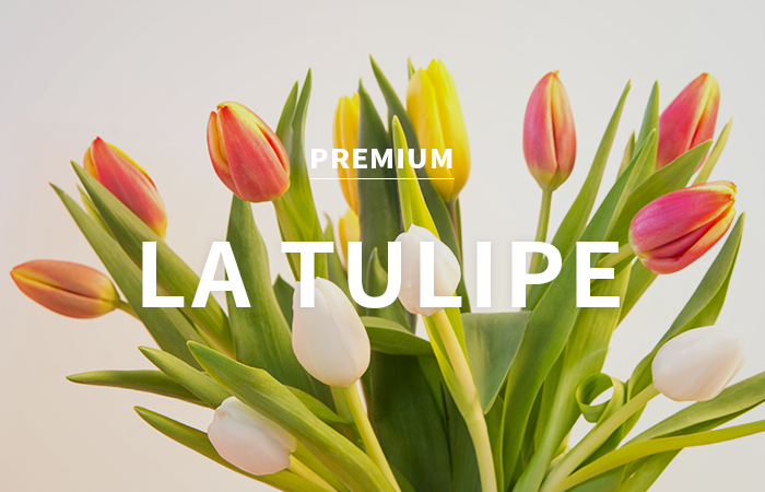[KR] la tulipe / 라 튤립