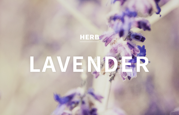 [CPL] amber lavender / 엠버 라벤더