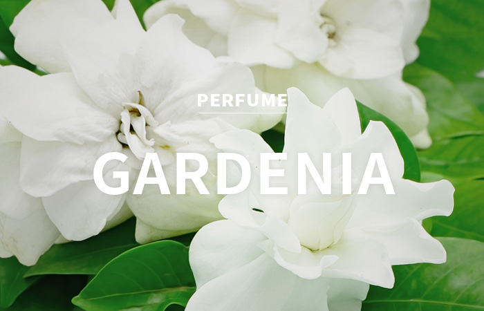 [USA] gardenia / 가드니아