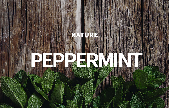 [USA] peppermint &amp; tea tree / 페퍼민트 &amp; 티트리