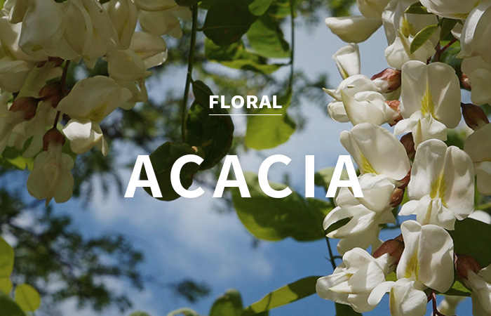 [USA] acacia / 아카시아