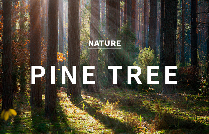 [USA] pine tree / 소나무