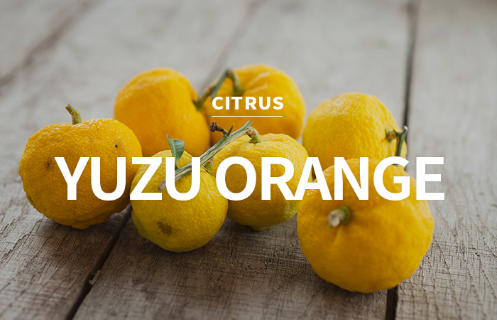 [EU] yuzu orange / 유자 오렌지