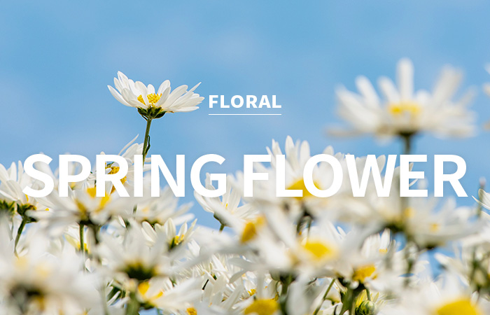 [USA] spring flower / 스프링 플라워