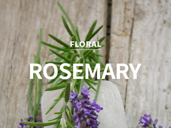[USA] rosemary / 로즈마리