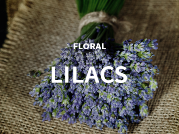 [CPL] lilacs / 라일락