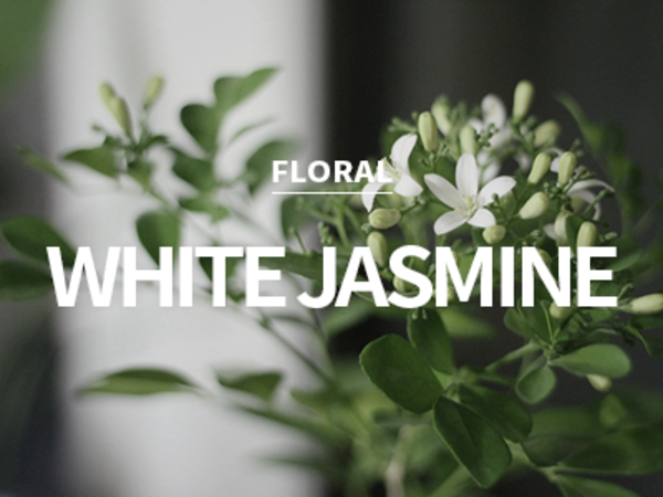 [CPL] white jasmine &amp; mint / 화이트 자스민 &amp; 민트