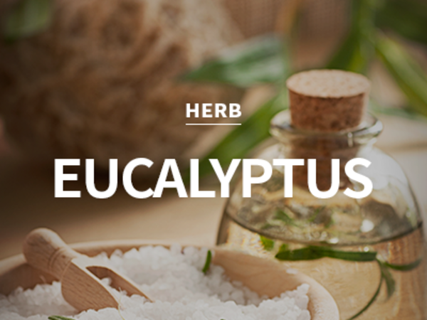 [CPL] eucalyptus / 유칼립투스