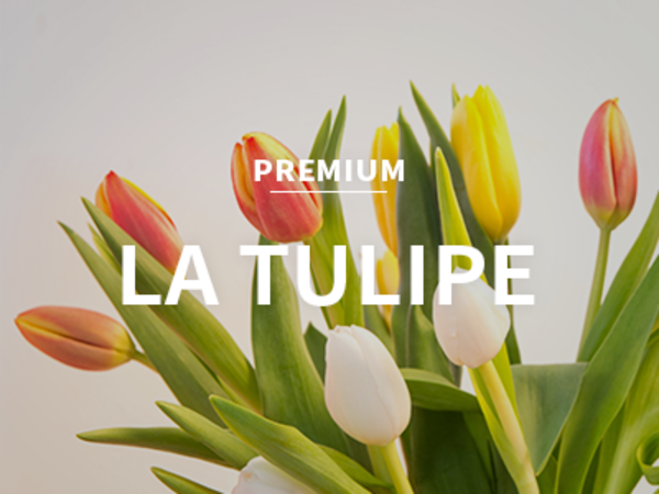 [KR] la tulipe / 라 튤립