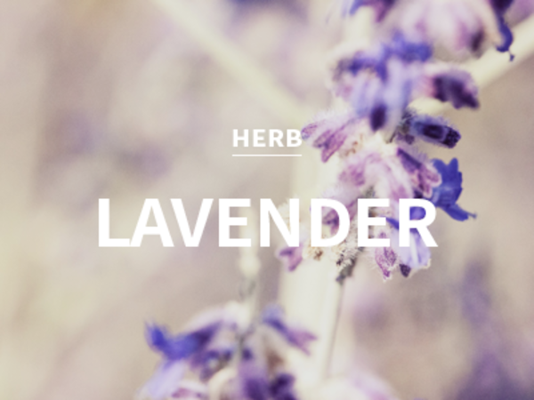[CPL] amber lavender / 엠버 라벤더