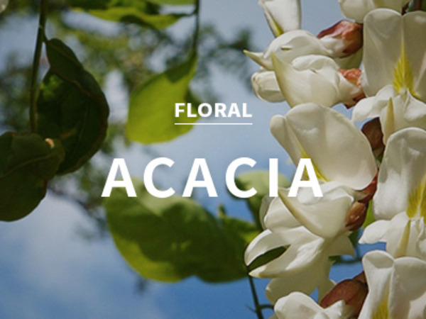 [USA] acacia / 아카시아