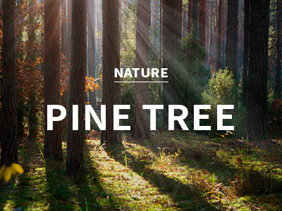 [USA] pine tree / 소나무