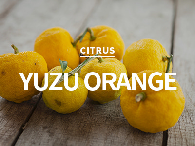 [EU] yuzu orange / 유자 오렌지