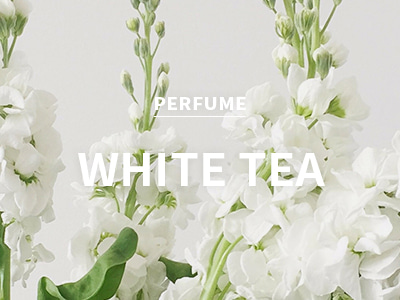 [IFRA인증/KR] white tea / 화이트티
