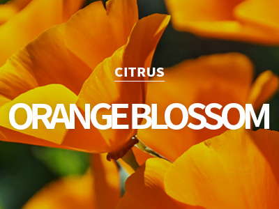 [KR] orange blossom / 오렌지 블라썸
